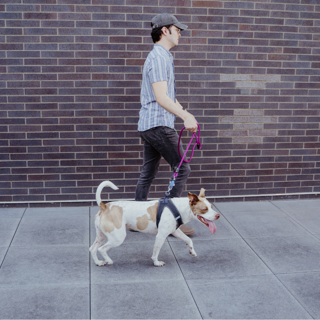 Patented Magnetic Dog Leash - American Bark Bliss