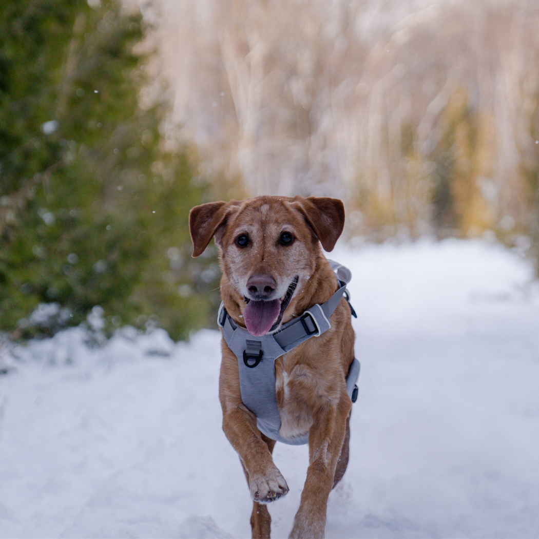 Magnetic Dog Harness - American Bark Bliss