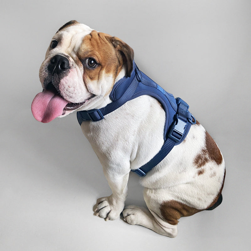 Adjustable Dog Harness for Comfortable Walks by Come Here Buddy