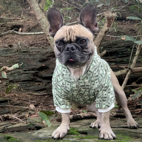 Trendy Money Print Dog Hoodie for Stylish Pets - American Bark Bliss