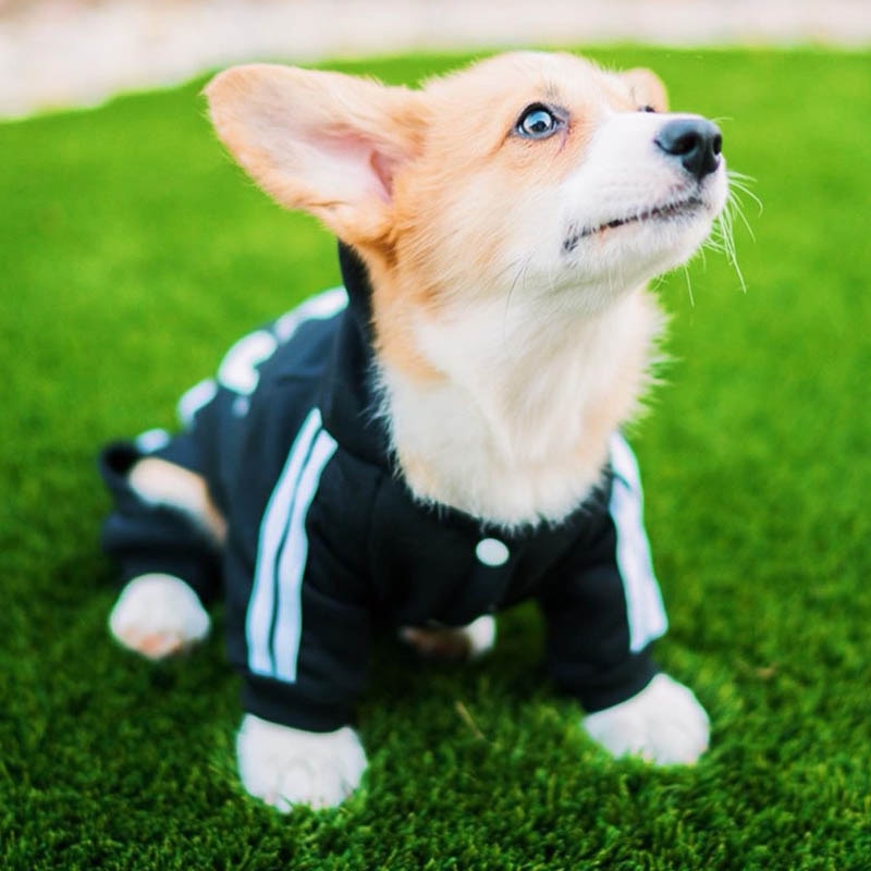 Pet Jumpsuit for Small Medium Dogs by Furr Baby Gifts