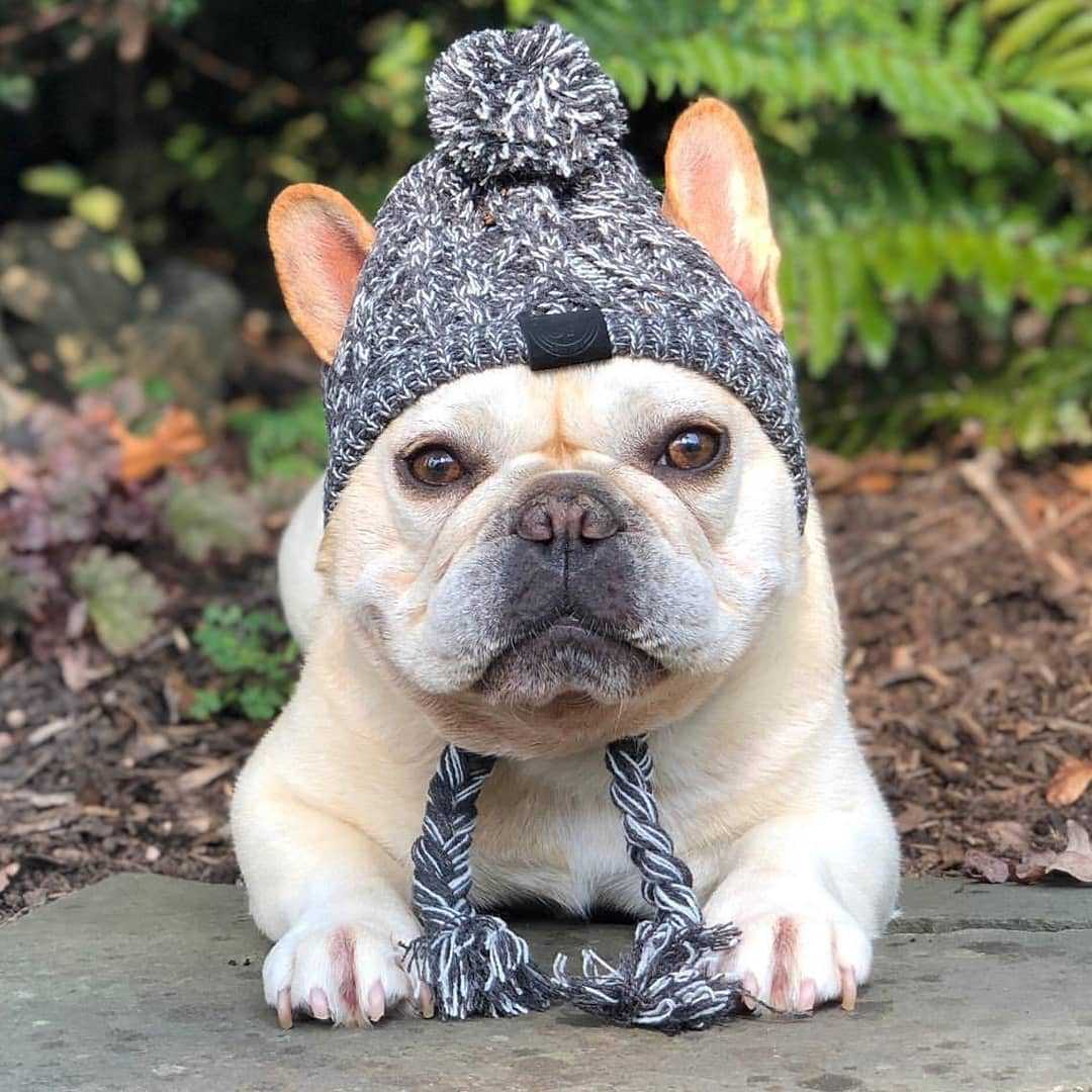 Knitted Pet Hats with Fluffy Ball for Winter - American Bark Bliss
