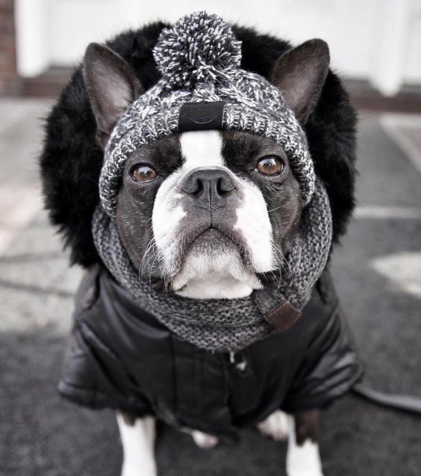 Knitted Pet Hats with Fluffy Ball for Winter - American Bark Bliss
