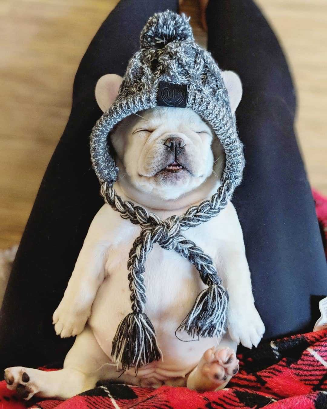 Knitted Pet Hats with Fluffy Ball for Winter - American Bark Bliss