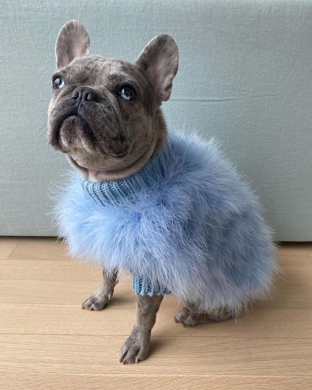 Luxury Feathered Pet Sweater - American Bark Bliss