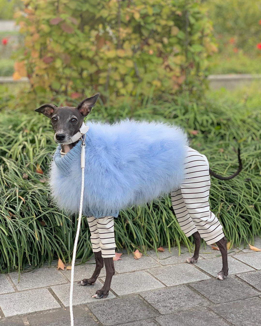 Luxury Feathered Pet Sweater - American Bark Bliss