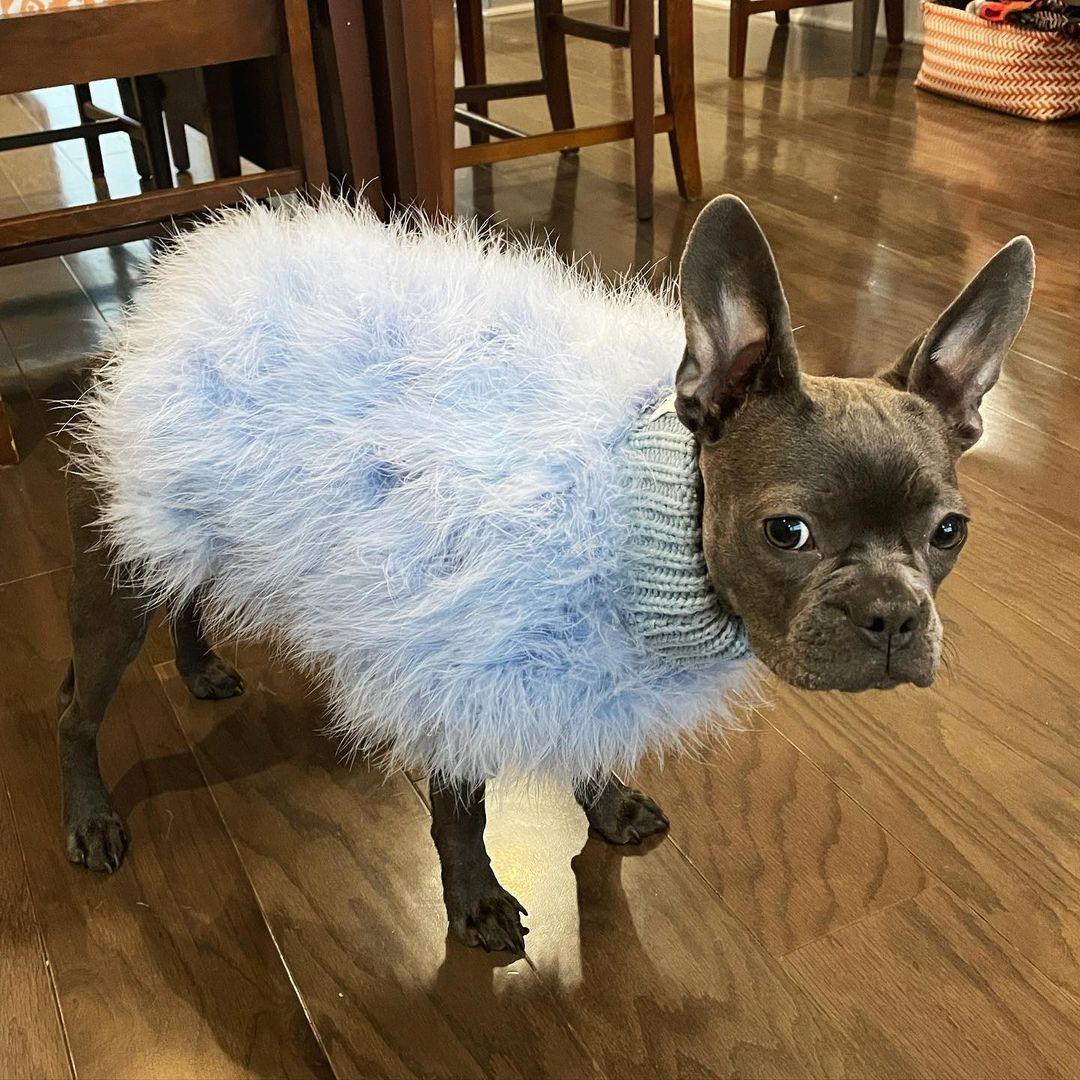 Luxury Feathered Pet Sweater - American Bark Bliss