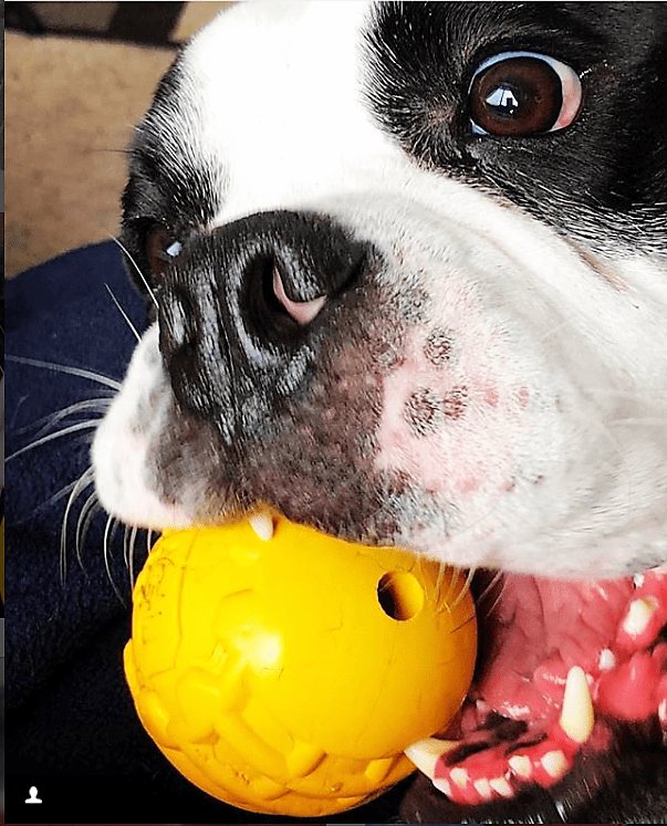 ID Ball Durable Rubber Chew Ball - American Bark Bliss