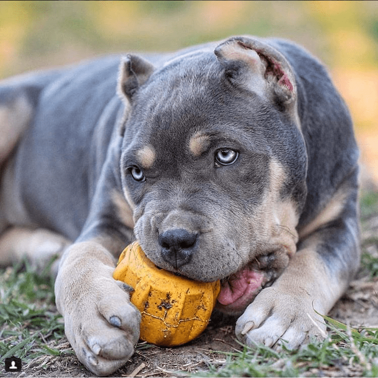 Gear eDispener Durable Rubber Treat Holder and Chew Toy - American Bark Bliss