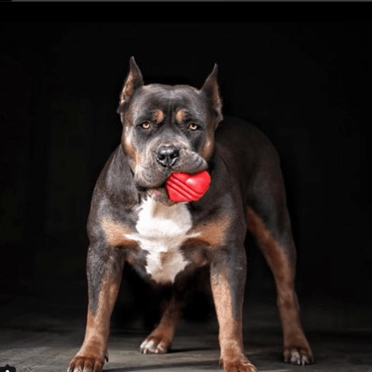 Large Rubber Heart on a String Toy - American Bark Bliss