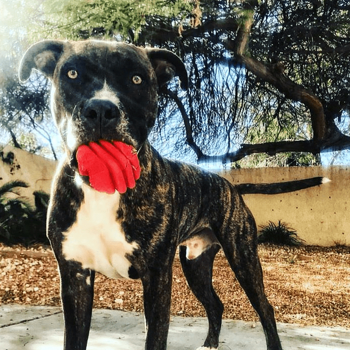 Large Rubber Heart on a String Toy - American Bark Bliss