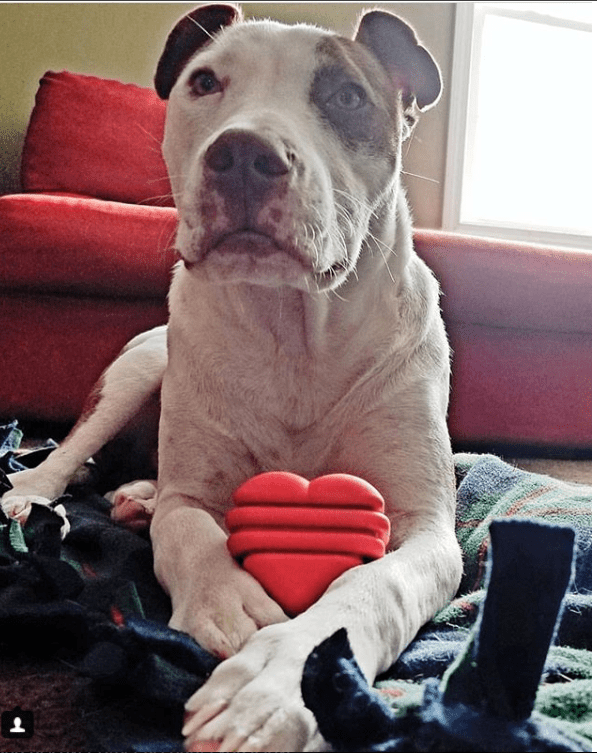 Large Rubber Heart on a String Toy - American Bark Bliss