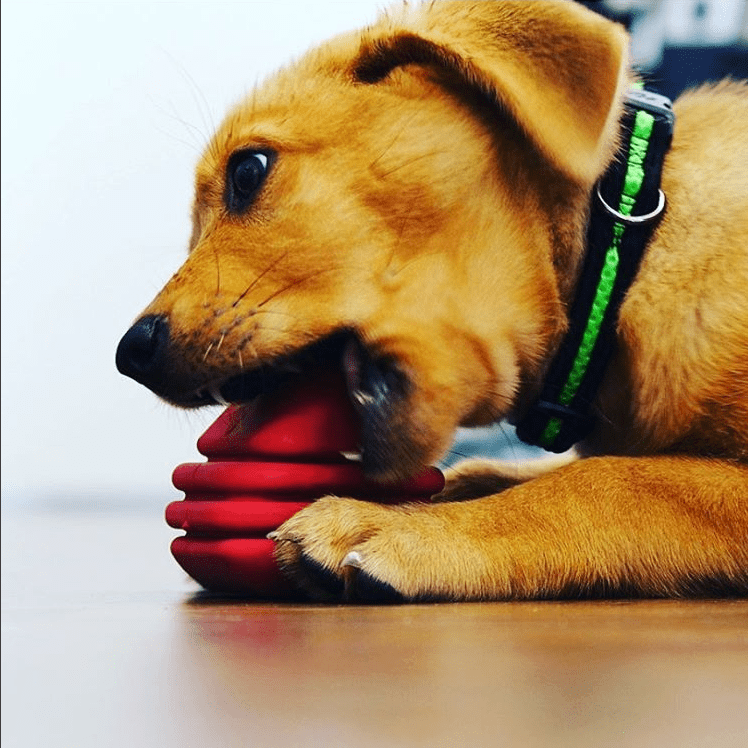 Large Rubber Heart on a String Toy - American Bark Bliss