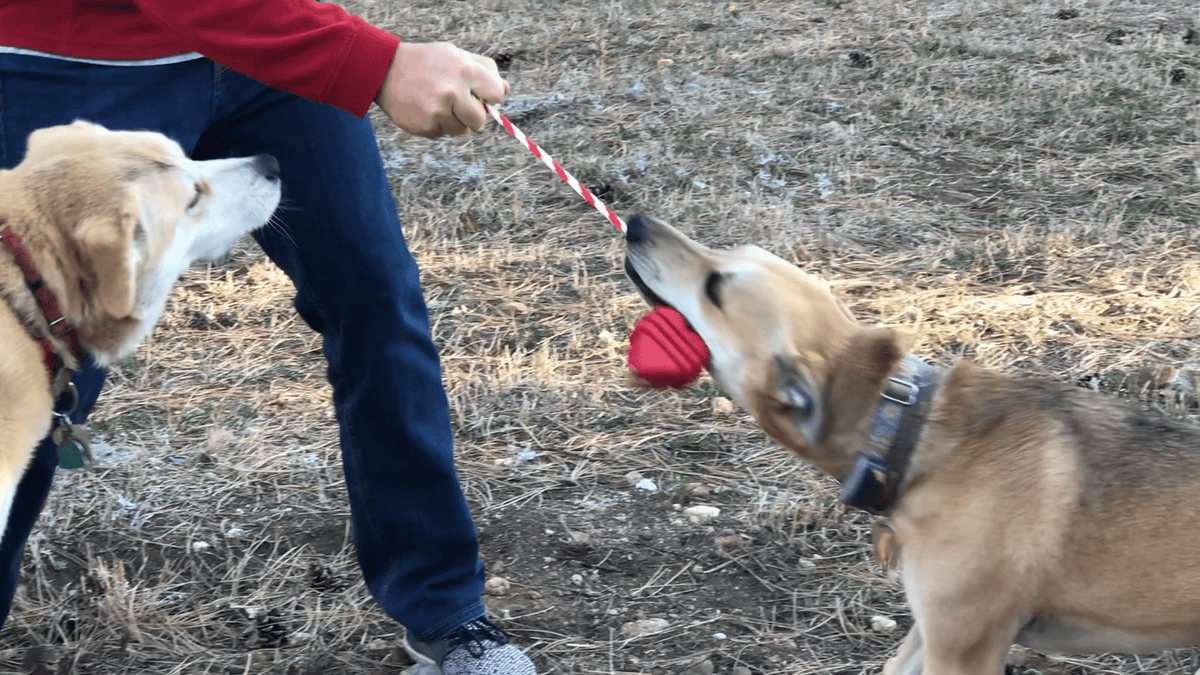 Large Rubber Heart on a String Toy - American Bark Bliss