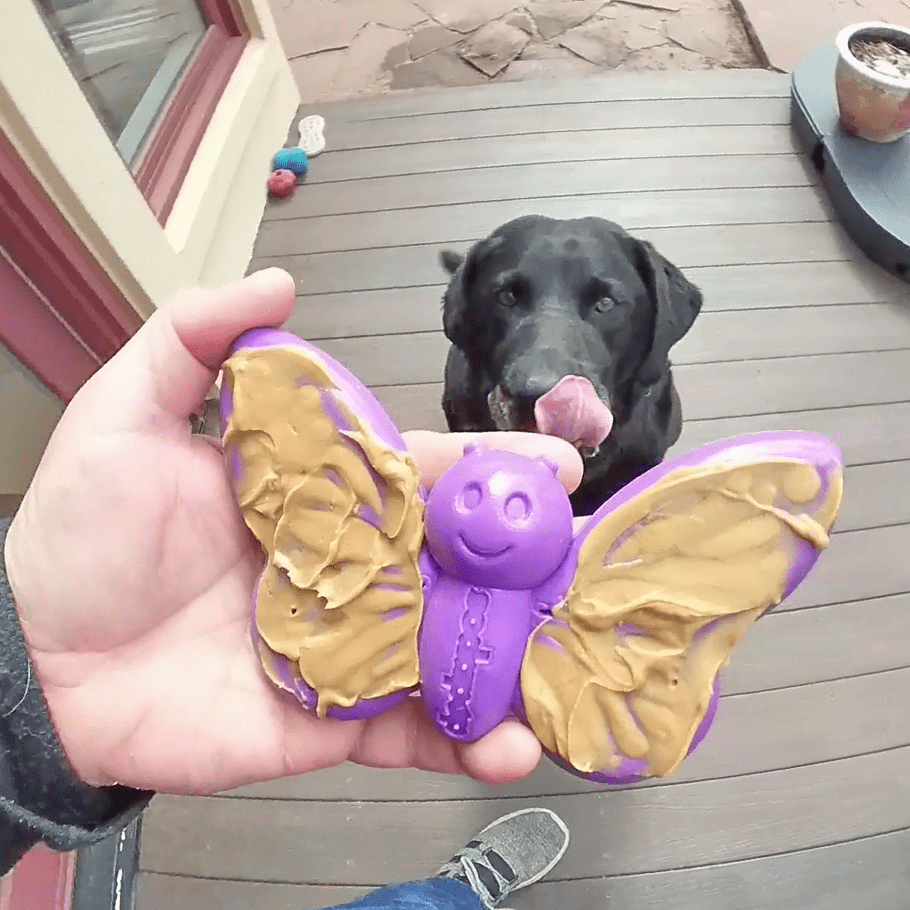 Butterfly Nylon Chew & Enrichment Toy | 2-in-1 for Aggressive Chewers | SodaPup - American Bark Bliss