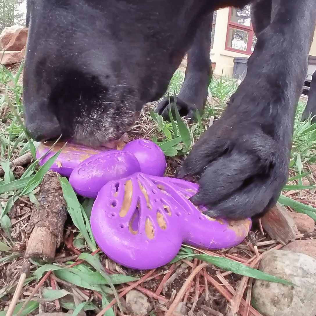 Butterfly Nylon Chew & Enrichment Toy | 2-in-1 for Aggressive Chewers | SodaPup - American Bark Bliss