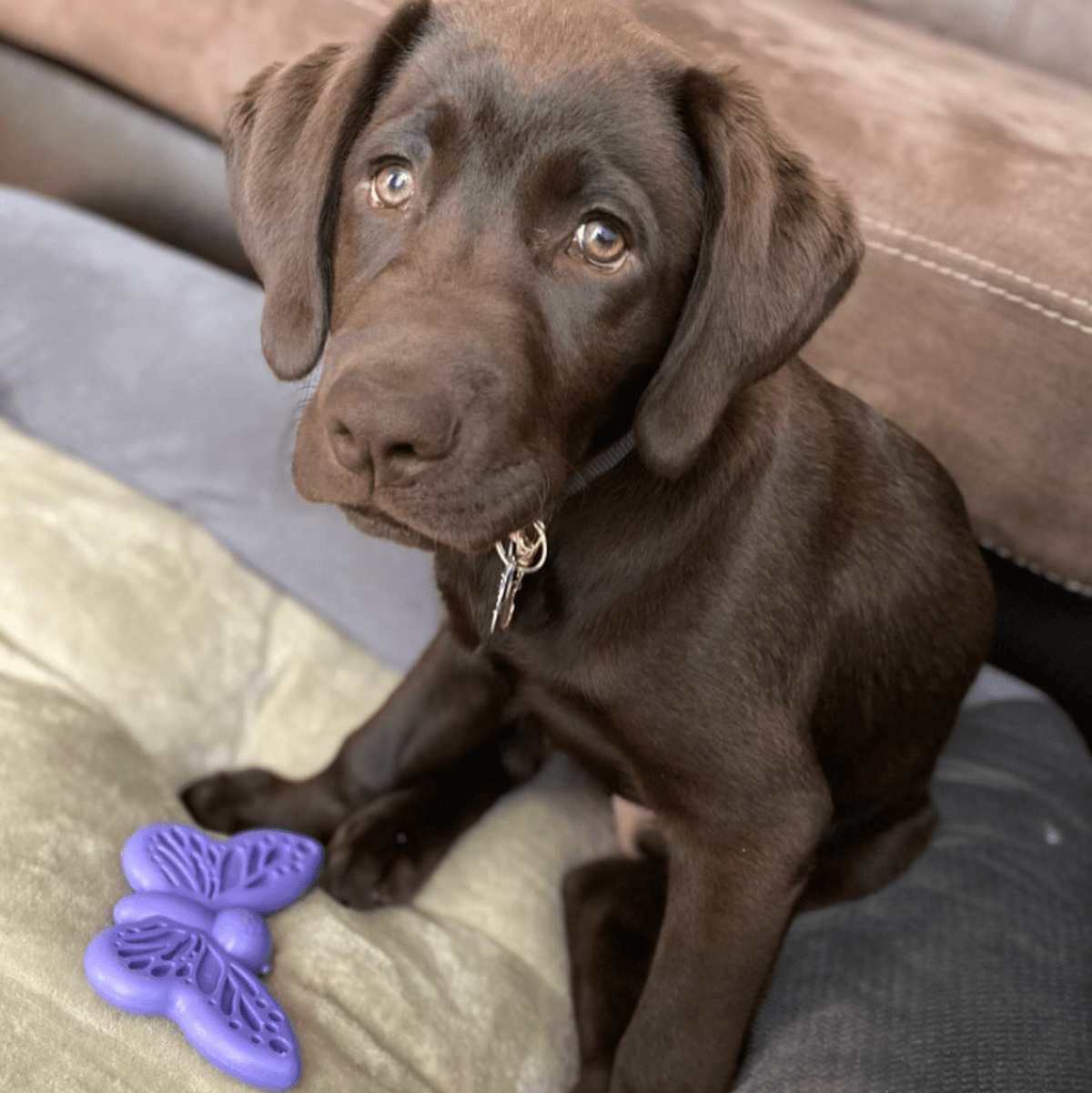 Butterfly Nylon Chew & Enrichment Toy | 2-in-1 for Aggressive Chewers | SodaPup - American Bark Bliss