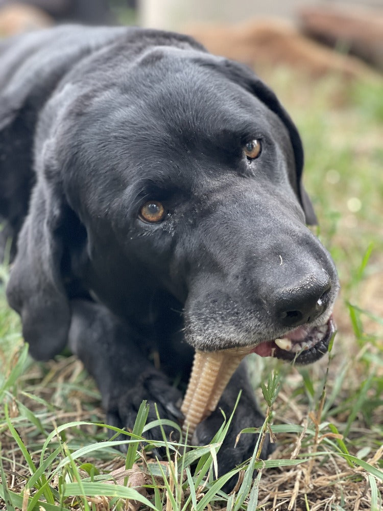 Honey Bone Dental Tower Nylon Chew Toy for Aggressive Chewers | USA Made - American Bark Bliss
