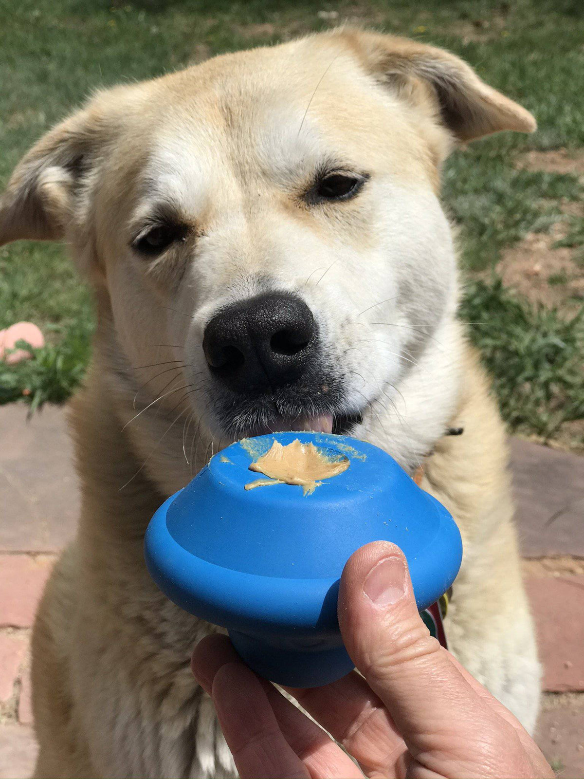 Flying Saucer eDispenser Durable Rubber Chew Toy & Treat Dispenser - American Bark Bliss