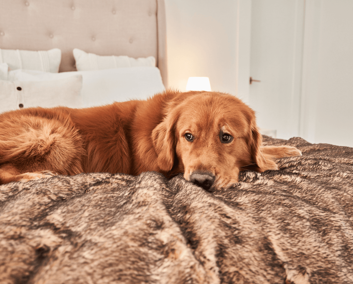 PupProtector™ Waterproof Dog Blanket - Sable Tan - American Bark Bliss