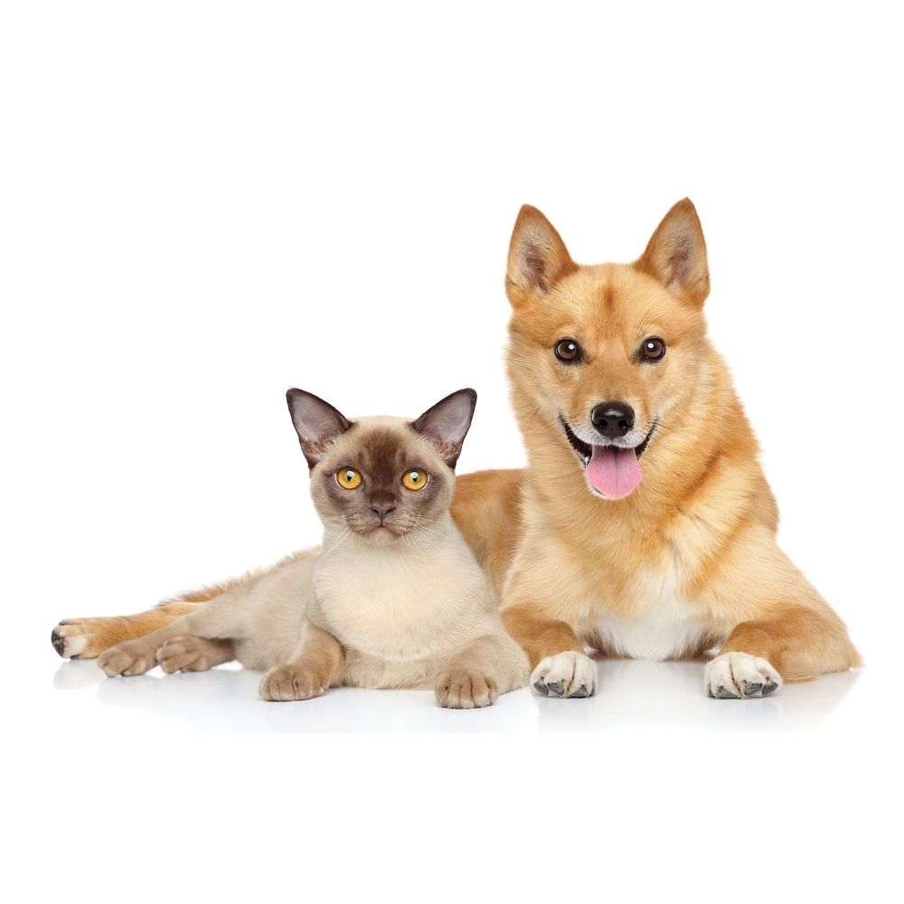 UBAVET UBACALM Calming Soft Chews for Dogs & Cats