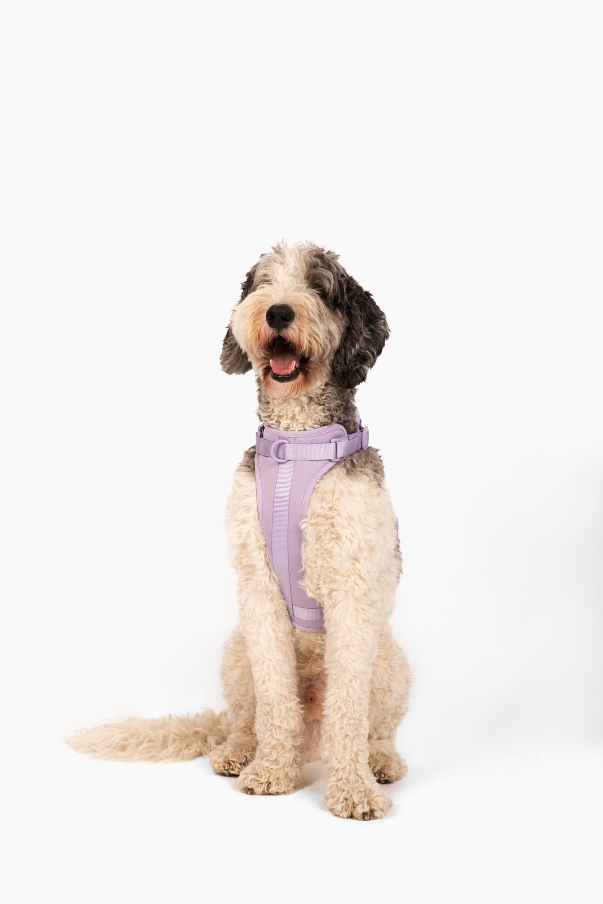 Adjustable Dog Harness for Comfortable Walks - American Bark Bliss