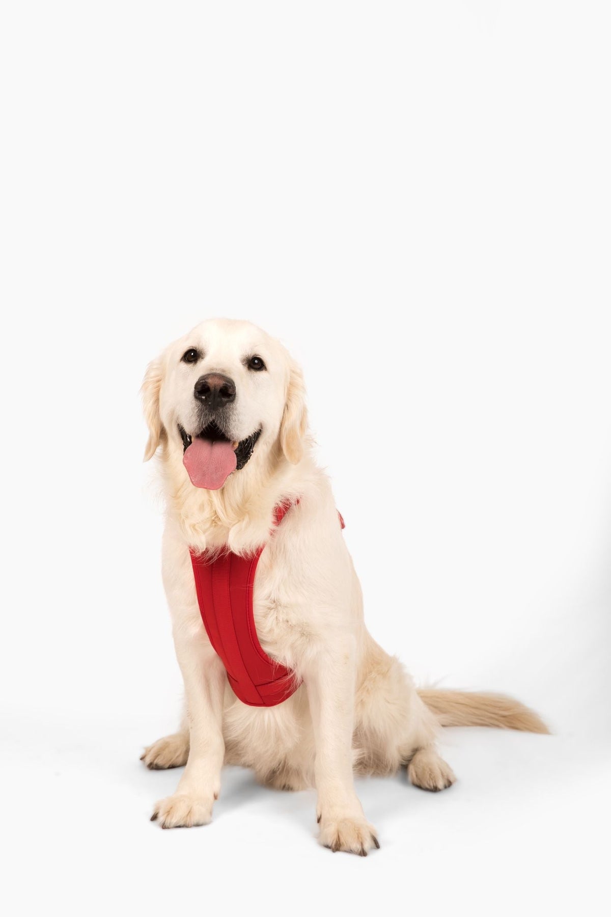 Adjustable Dog Harness for Comfortable Walks - American Bark Bliss
