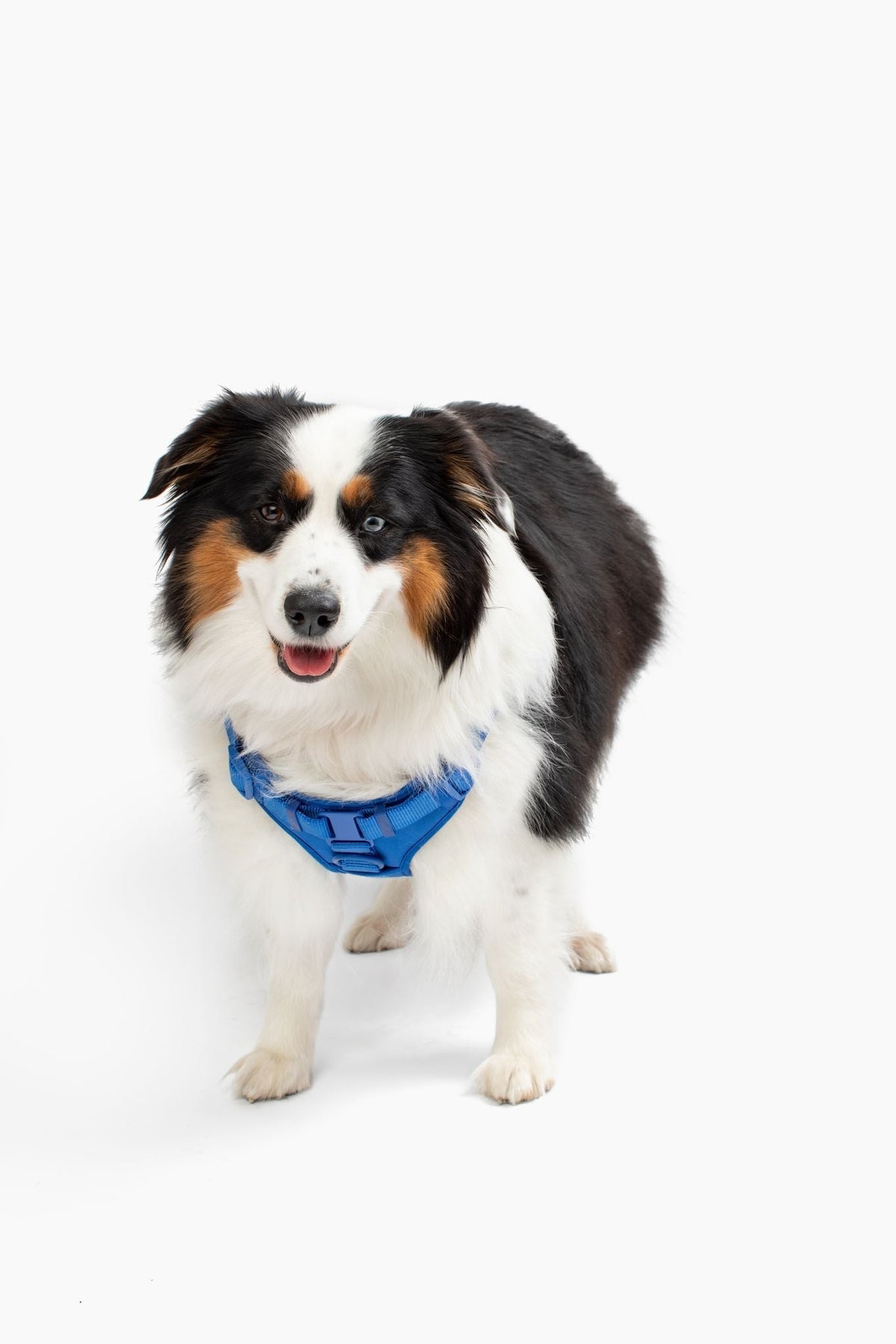 Adjustable Padded Dog Harness for Easy Walking - American Bark Bliss