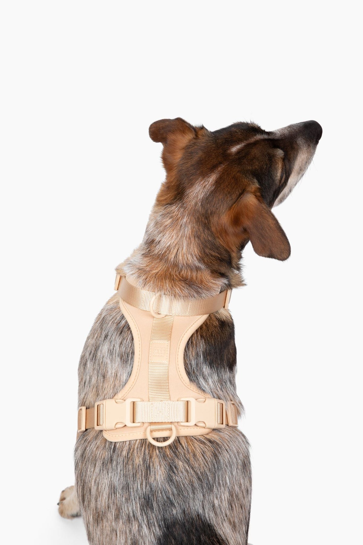 Adjustable Dog Harness for Comfortable Walks - American Bark Bliss