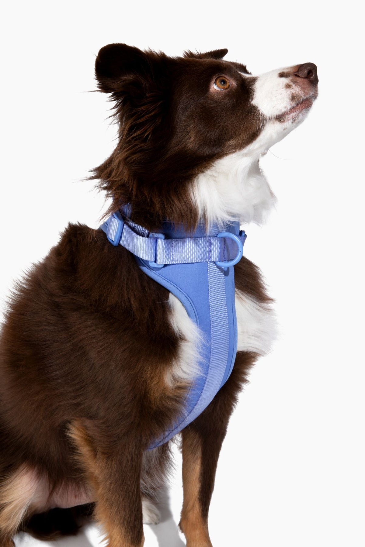 Adjustable Dog Harness for Comfortable Walks - American Bark Bliss