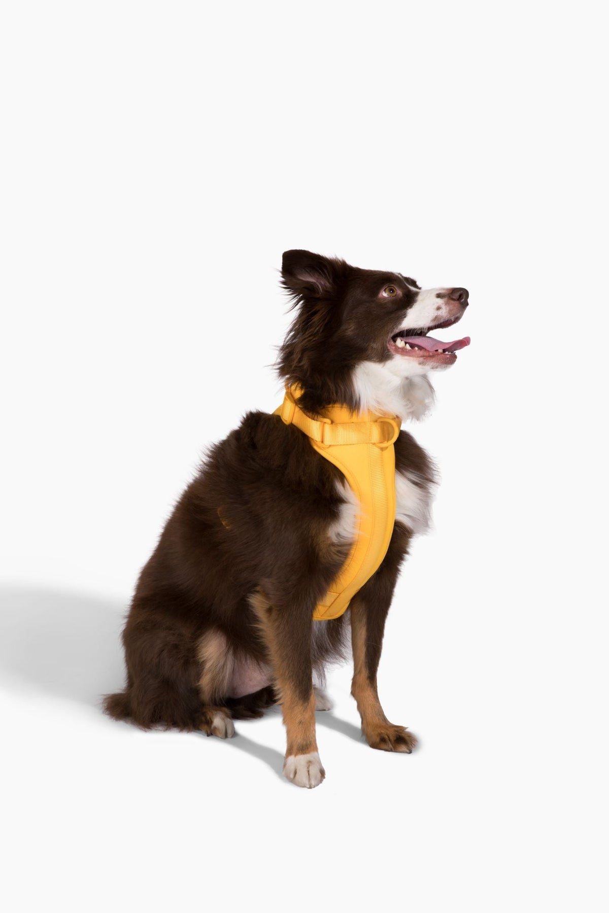 Adjustable Dog Harness for Comfortable Walks - American Bark Bliss