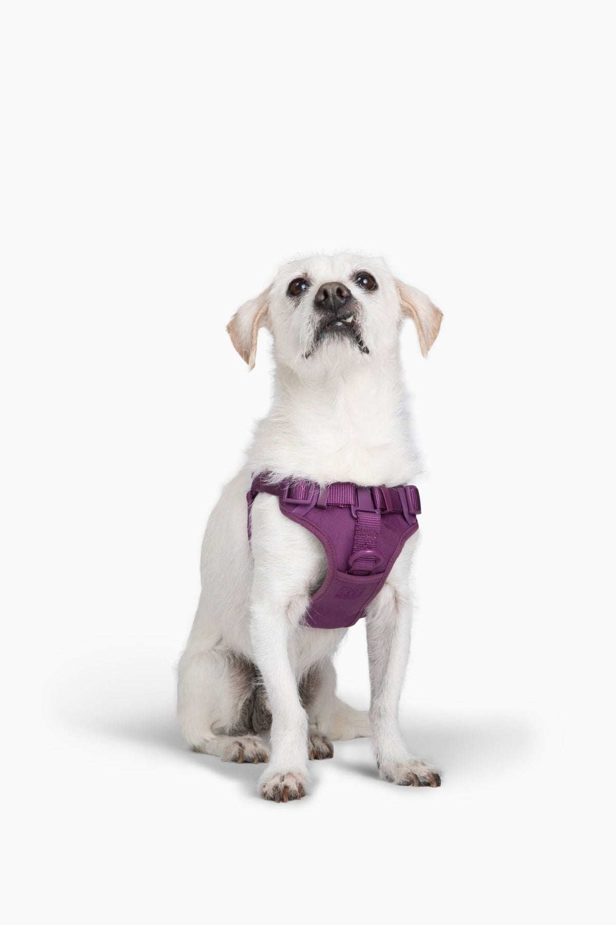 Adjustable Padded Dog Harness for Easy Walking - American Bark Bliss