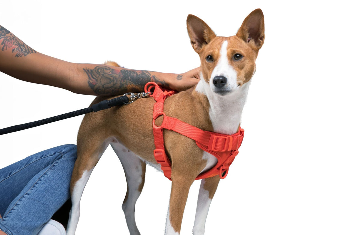 Adjustable Padded Dog Harness for Easy Walking - American Bark Bliss