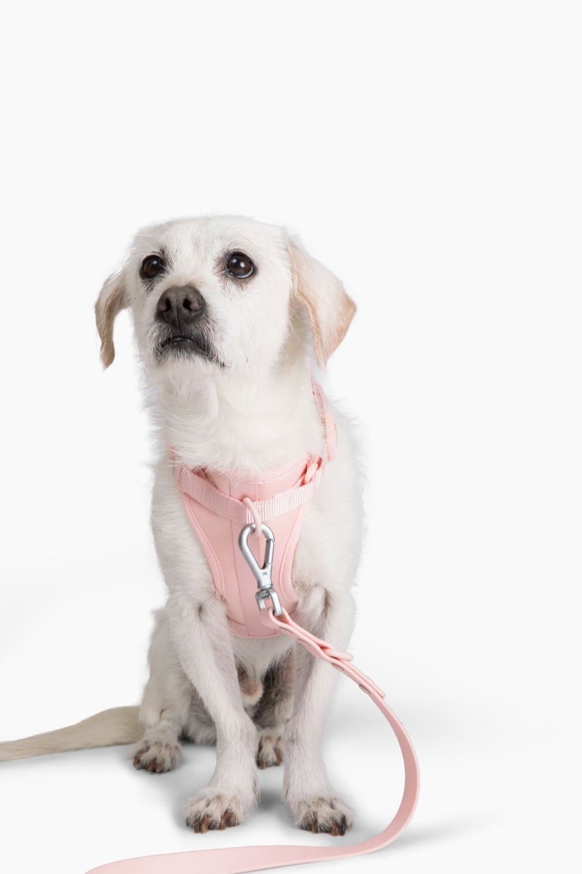 Adjustable Dog Harness for Comfortable Walks - American Bark Bliss