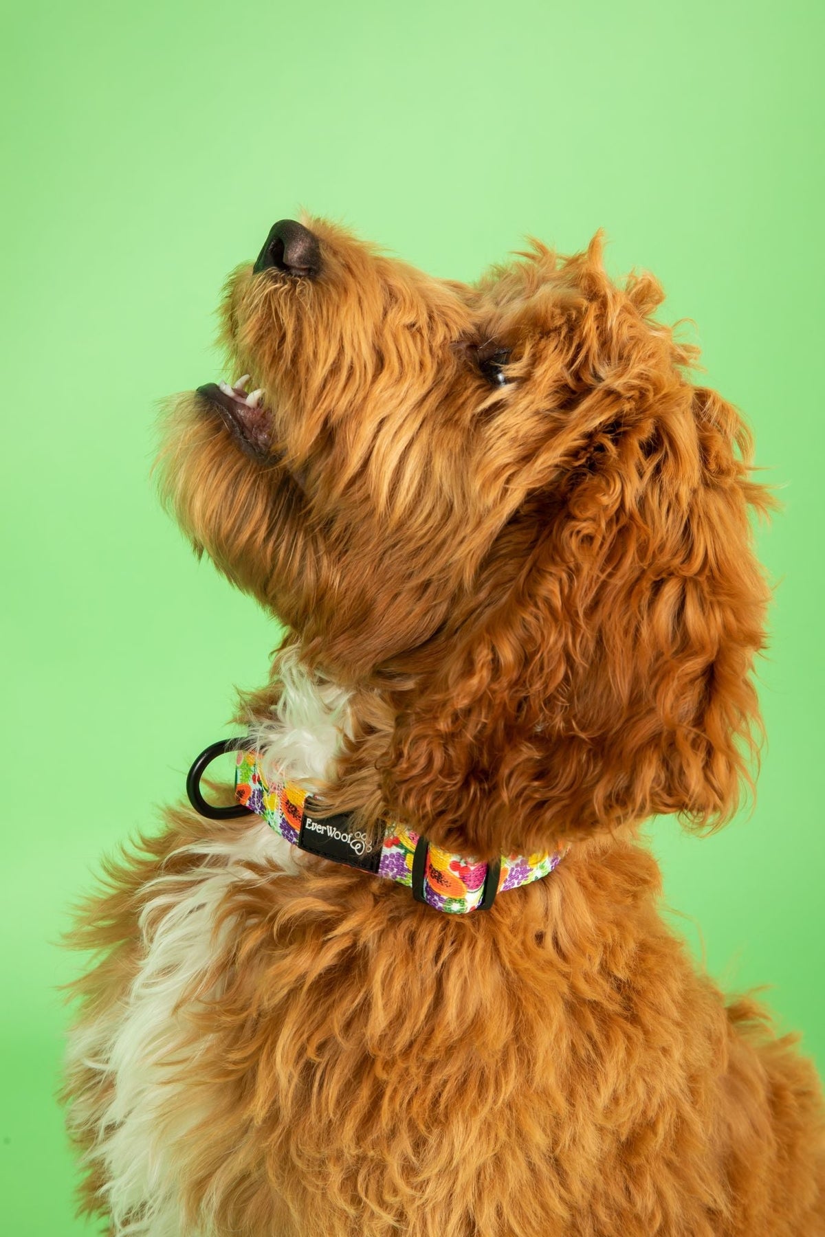 Tutti Frutti Collar - American Bark Bliss